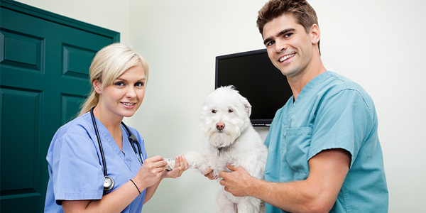 Peer support groups aim to improve veterinary health, wellness
