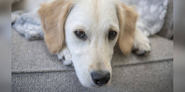 Novel treatment for canine soft tissue sarcoma in the works