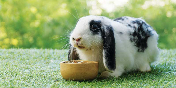 Rabbit nutrition—From what goes in to what comes out