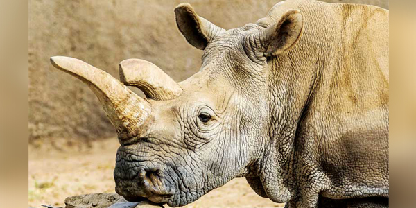 Vets help in aiding northern white rhino