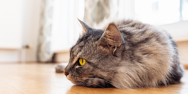 Diversity, equity, inclusion barriers impact pet ownership