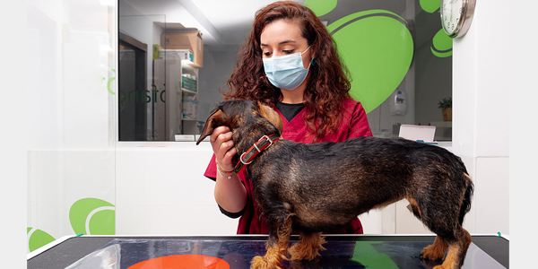 Generational diversity contributes to AVMA’s 100,000-member milestone