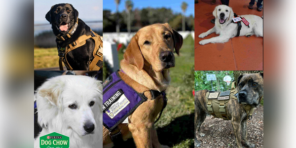 Hero service dogs receive celeb support