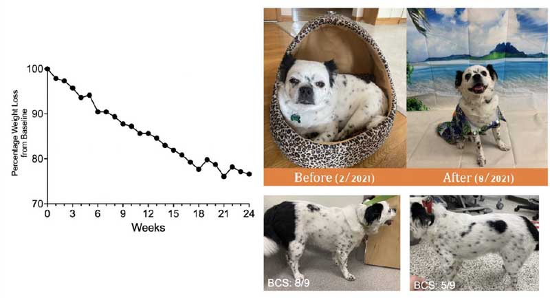 Fecal microbiota transplantation study results in fewer pooch paunches