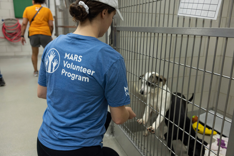 Animal advocates urged to help in ending shelter crisis - Veterinary