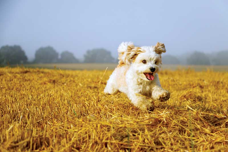 Dr. Michelle Evason's journey into studying leptospirosis began after a devastated client faced a bout with her Havanese dogs.