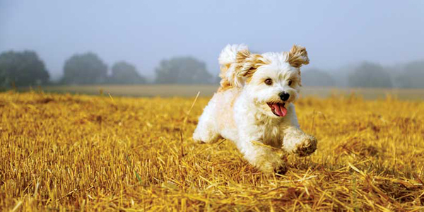 Leptospirosis in dogs and cats
