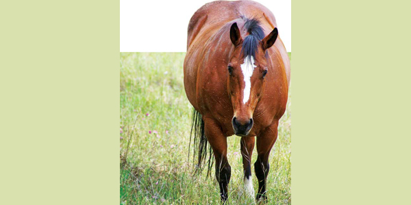 A coordinated approach to equine insulin dysregulation