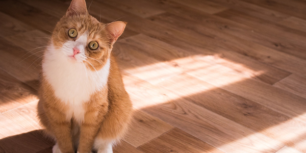 Feline interaction particularly therapeutic for emotional humans