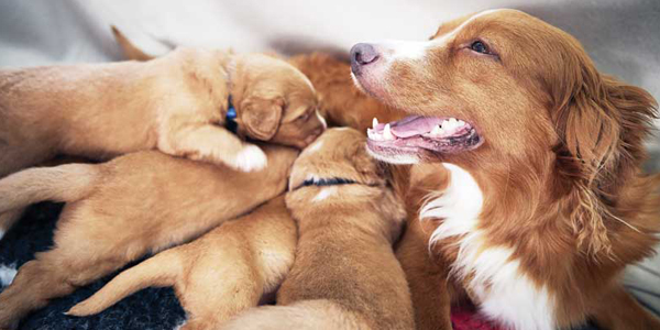 Dog reproductive emergencies identified