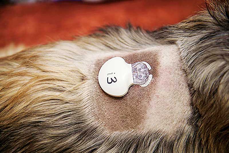 Glucose Monitoring Options In Dogs And Cats Veterinary Practice News glucose-monitoring-options-in-dogs-and-cats-veterinary-practice-news