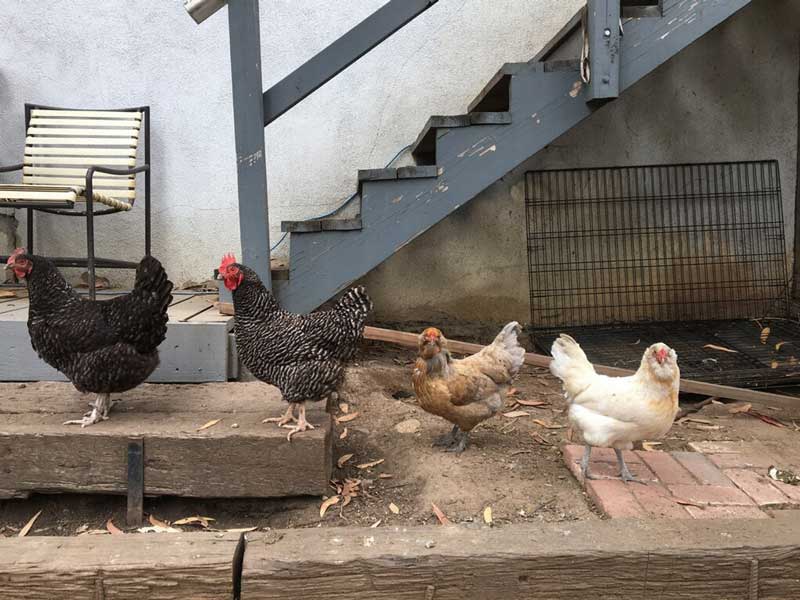 A primer on 19 common chicken diseases and treatments