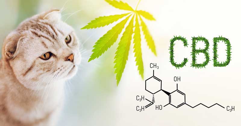 What to look for in a quality CBD product