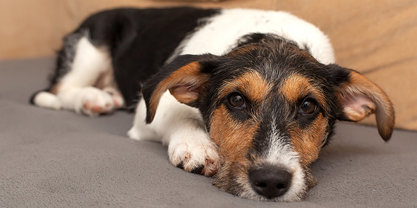 Canine seizure med OKed by FDA