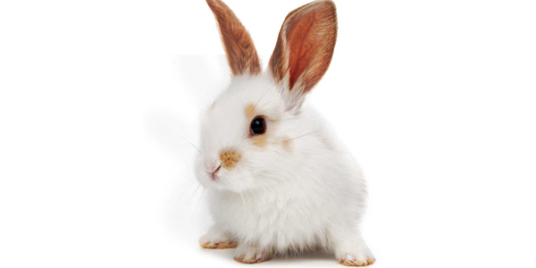 Reproductive surgery of companion small mammals and birds