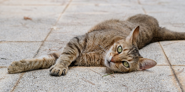 Nonsurgical feline sterilization methods to be explored