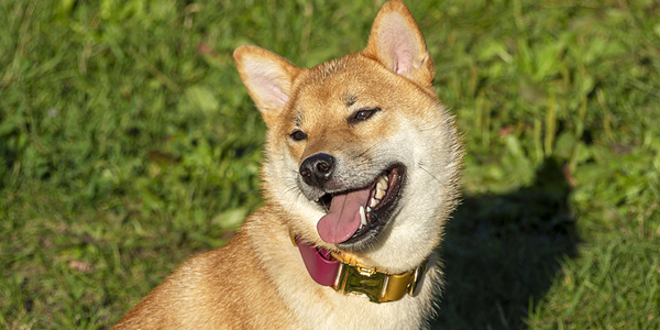 U.S. pet insurance partnership expands into Japan