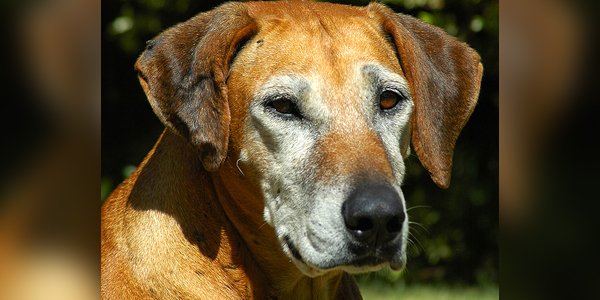 Senior dogs’ health, wellness focus of new research projects