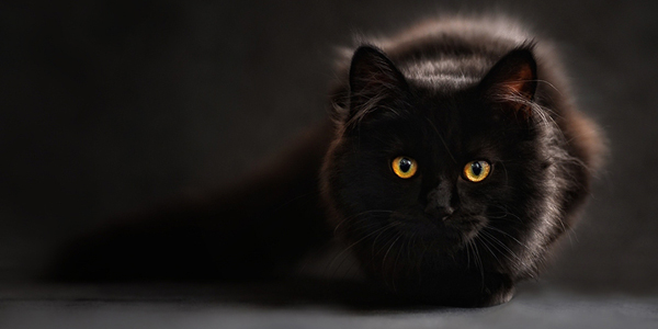 Feline-friendly approach improves patient experience