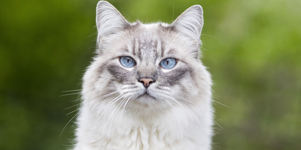 Cat survives 45-ft drainpipe drop, wins oddest pet insurance claim of the year