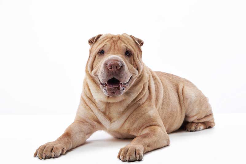 Our tacit pact with the purebred pet industry