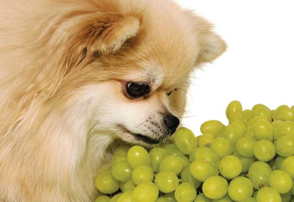 My canine patient ate a grape—now what? – Veterinary Practice News