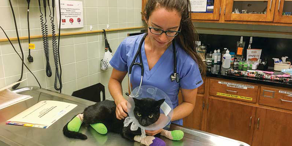 Wildfire injuries increase deadly clots, cardiac issues in cats