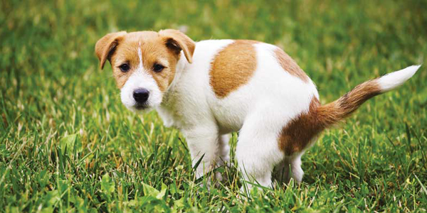 The importance of fecal testing