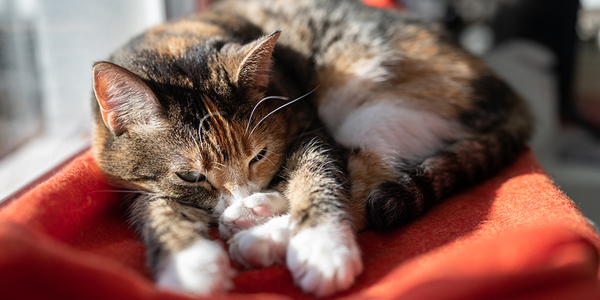 Feline diabetes pill gets FDA green light