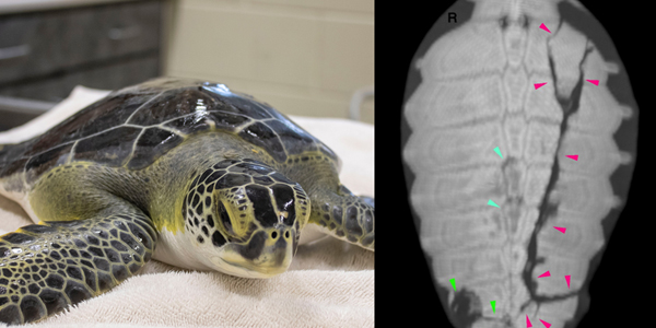 Endangered sea turtles aided via free diagnostics