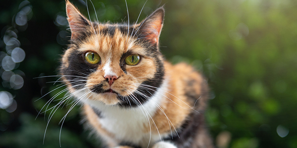Feline intestinal lymphoma, cognitive dysfunction to be explored