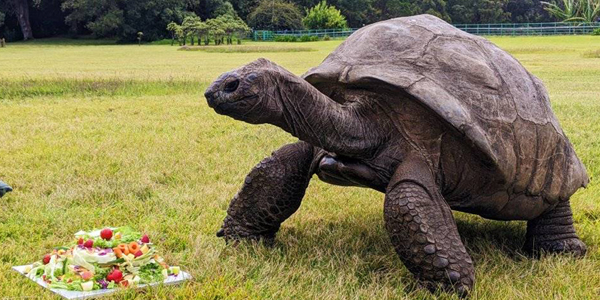 Jonathan the tortoise celebrates 190th birthday