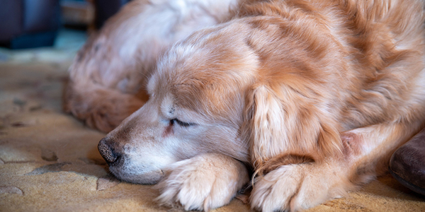 Senior-friendly pet care enhances human-animal bond