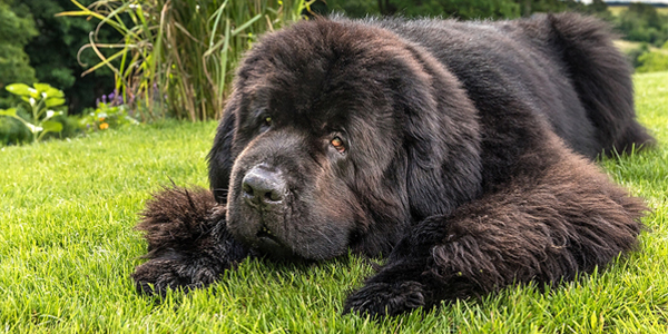 Genetic screening aims to reduce heart disease in Newfoundland dogs
