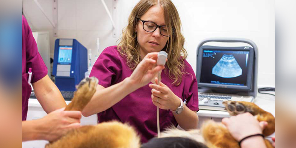 Tips on clinical sonography to improve the practice