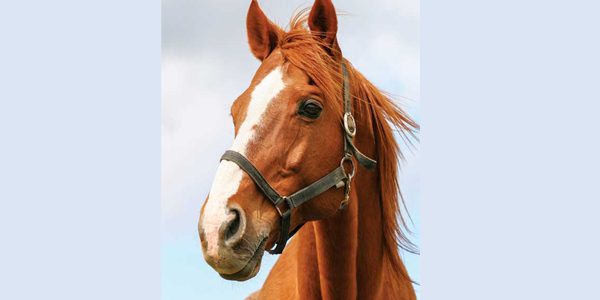 Yays and neighs for performing standing enucleation
