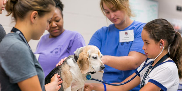 Hands-on learning aims to inspire budding DVMs at junior vet camp