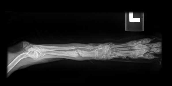 Put your veterinary knowledge to the test!
