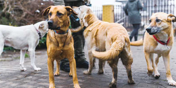 Are modified rabies recommendations backed by the latest scientific findings?