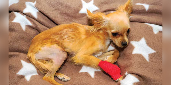 Classifying and newly subclassifying medial patella luxation in dogs