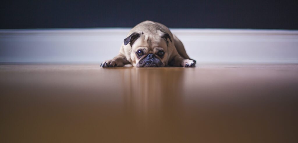 VetCE Virtual: Mental Health Empowerment in the Vet Field