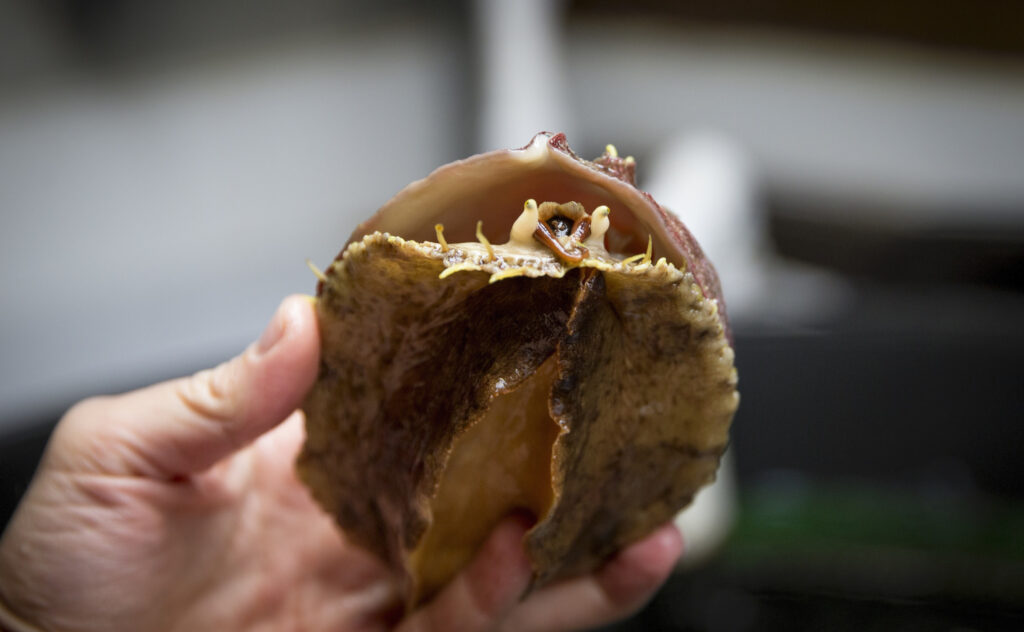 West Coast abalone species now listed as ‘critically endangered’ or ‘endangered’