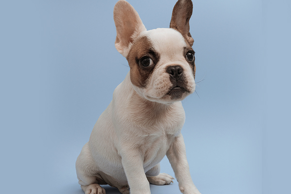 Health data of short-muzzled breeds helps inform personalized care