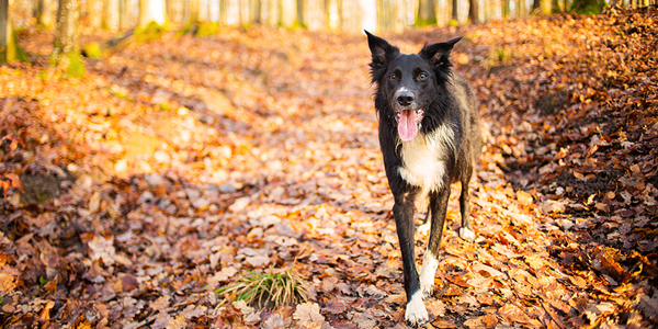 Heartworm survey aims to educate on deadly disease