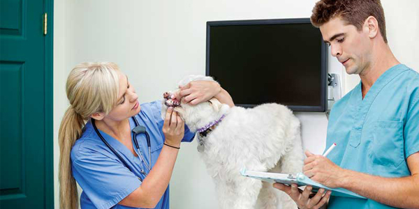 Advocate for dental health all year long