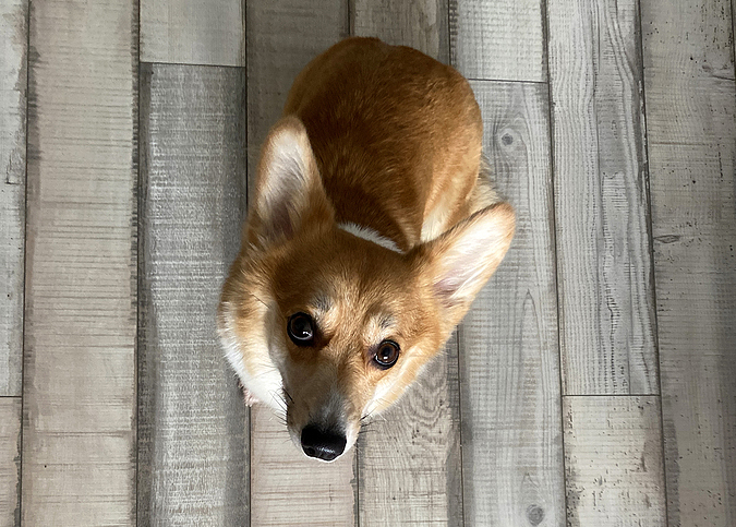 Dog food pulled due to elevated vitamin D levels