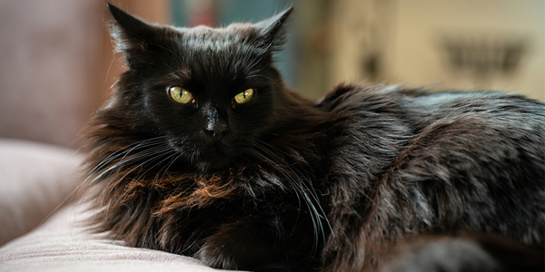 Feline facial recognition tool, dental diagnostic selected for Purina program