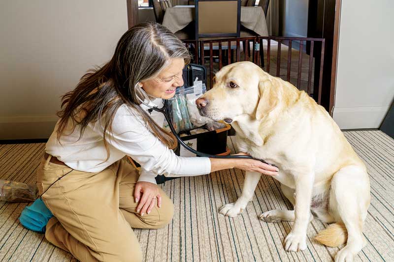 The House Call Doctor Is Alive And Well Veterinary Practice News