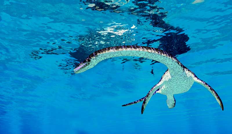 Nessie's pain in the neck