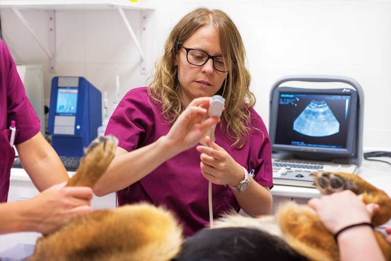 A detailed look at ultrasound and vision – Part 1